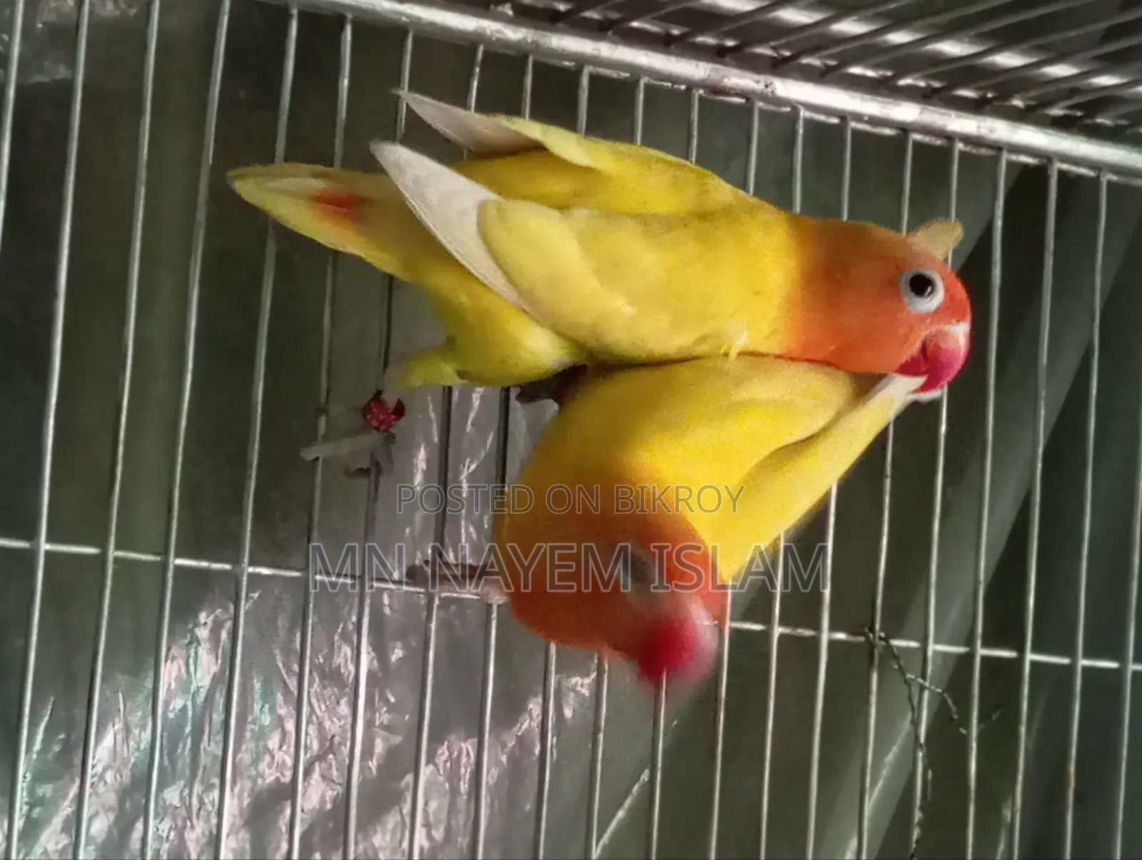 নিউ এডাল ইয়েলো ফিশার