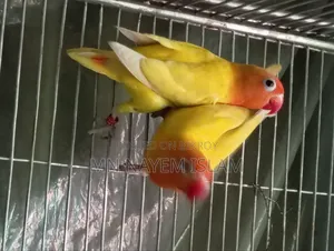 নিউ এডাল ইয়েলো ফিশার