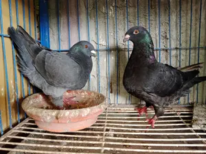 Amerecan Black Jaint Homa Pair