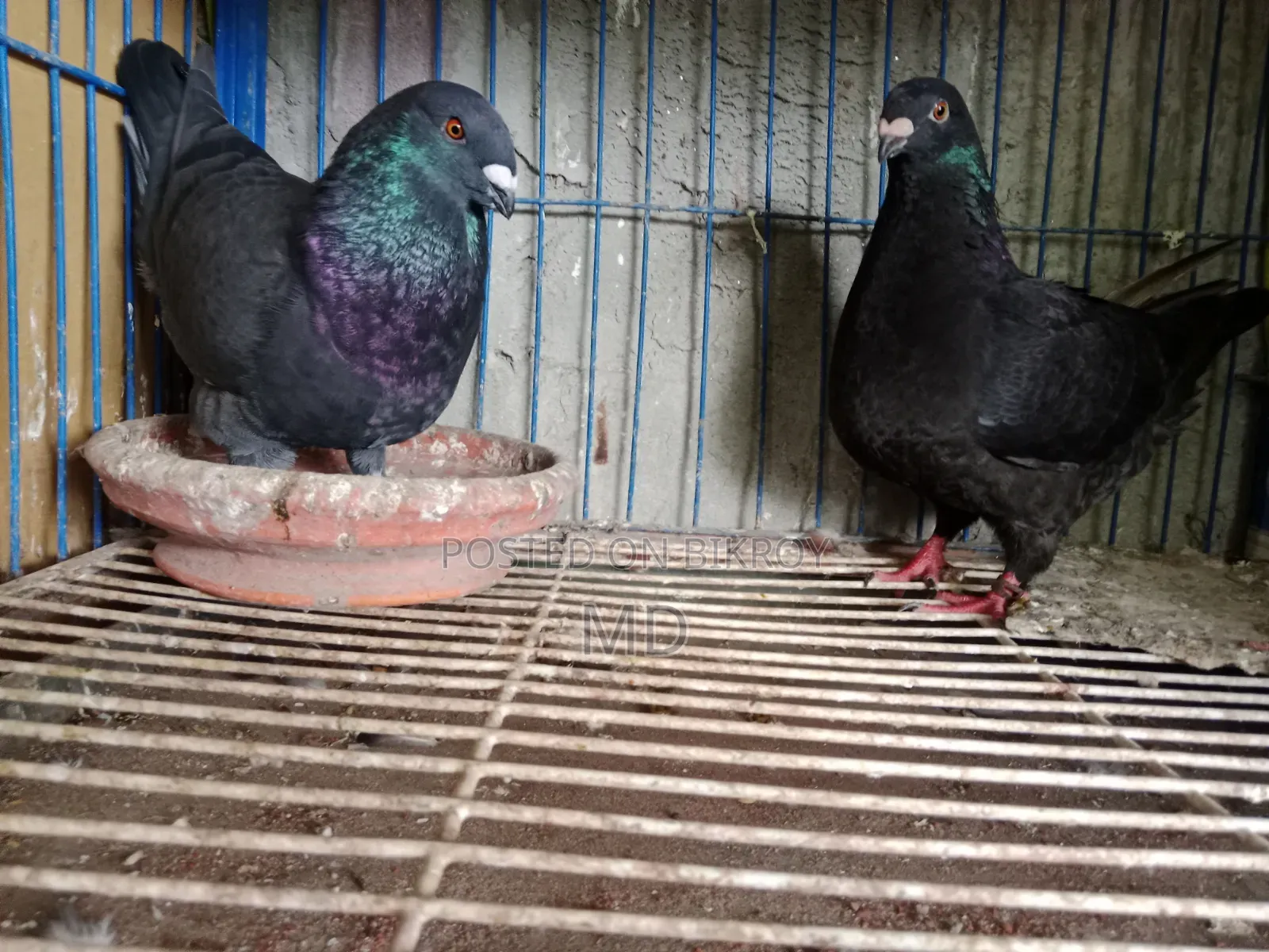 Amerecan Black Jaint Homa Pair