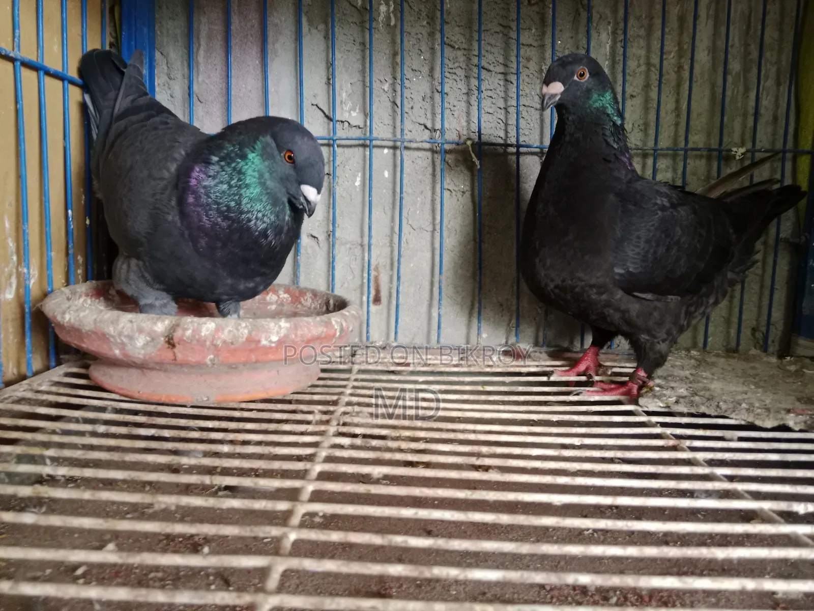 Amerecan Black Jaint Homa Pair