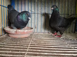 Amerecan Black Jaint Homa Pair