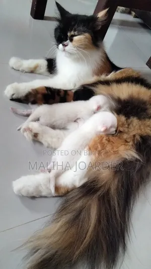 6-12 months Female Purebred Persian