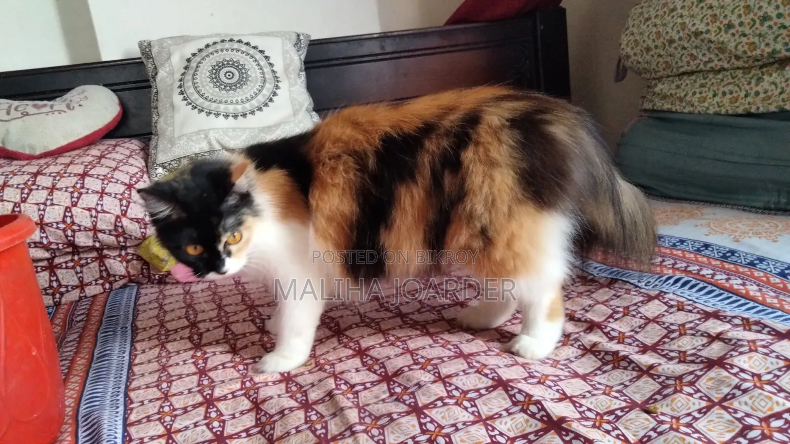 6-12 months Female Purebred Persian