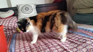 6-12 months Female Purebred Persian
