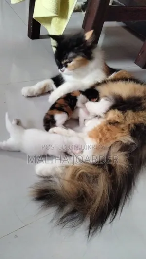 6-12 months Female Purebred Persian