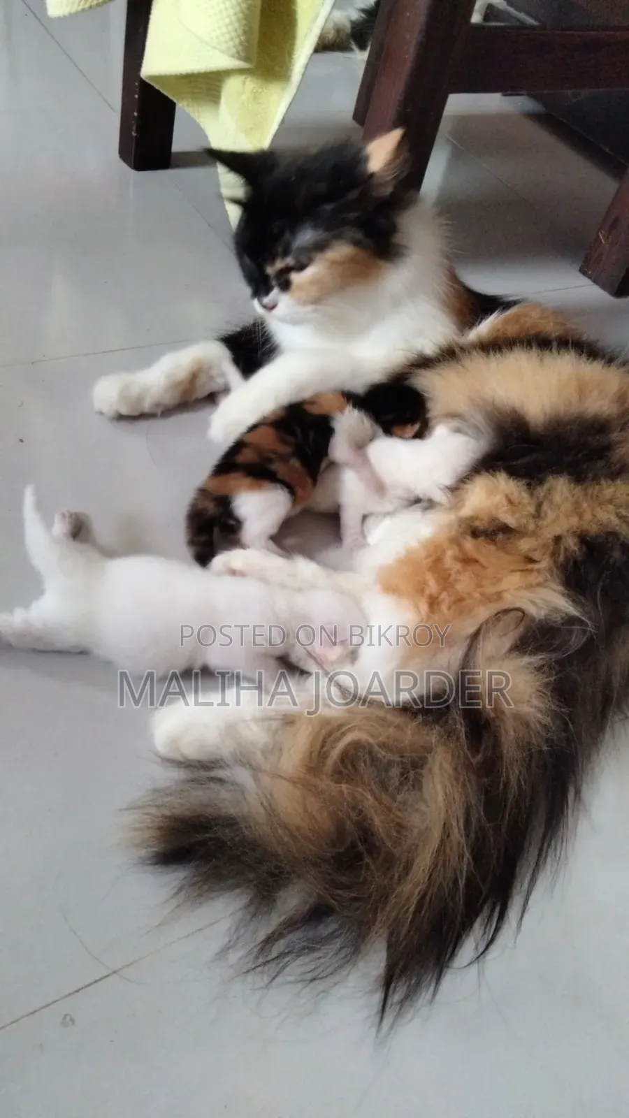 6-12 months Female Purebred Persian