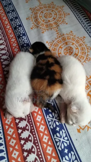 6-12 months Female Purebred Persian