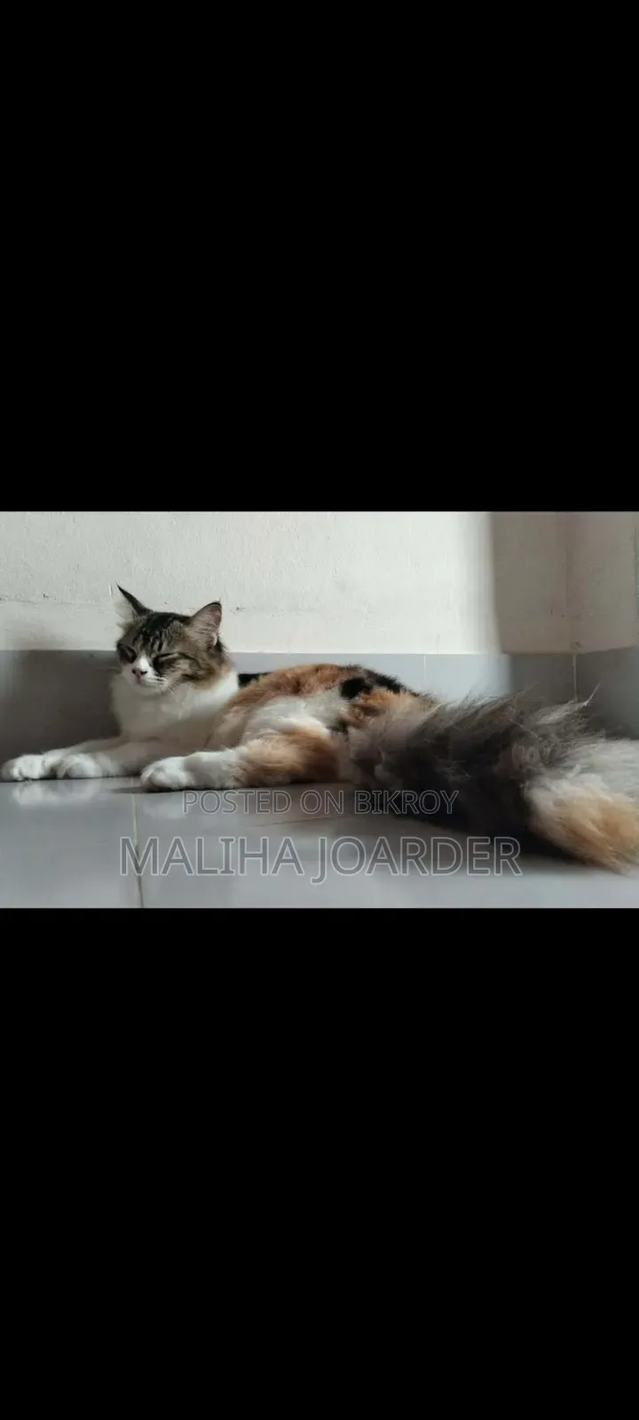 1+ year Female Purebred Persian