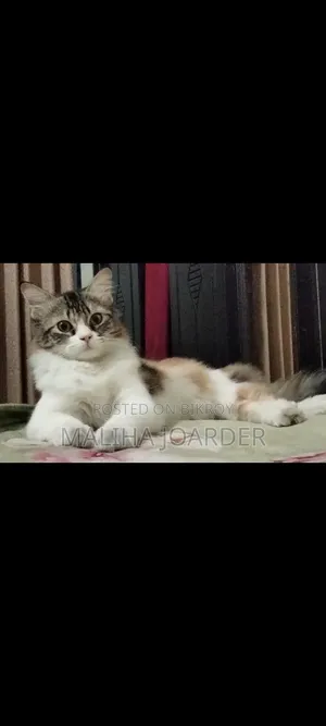 1+ year Female Purebred Persian