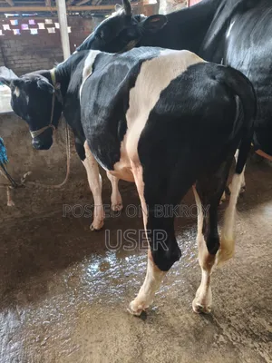 ষাঁড় বাচ্চা