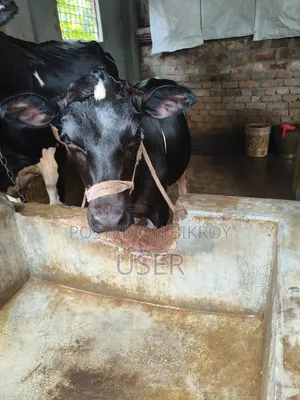 ষাঁড় বাচ্চা