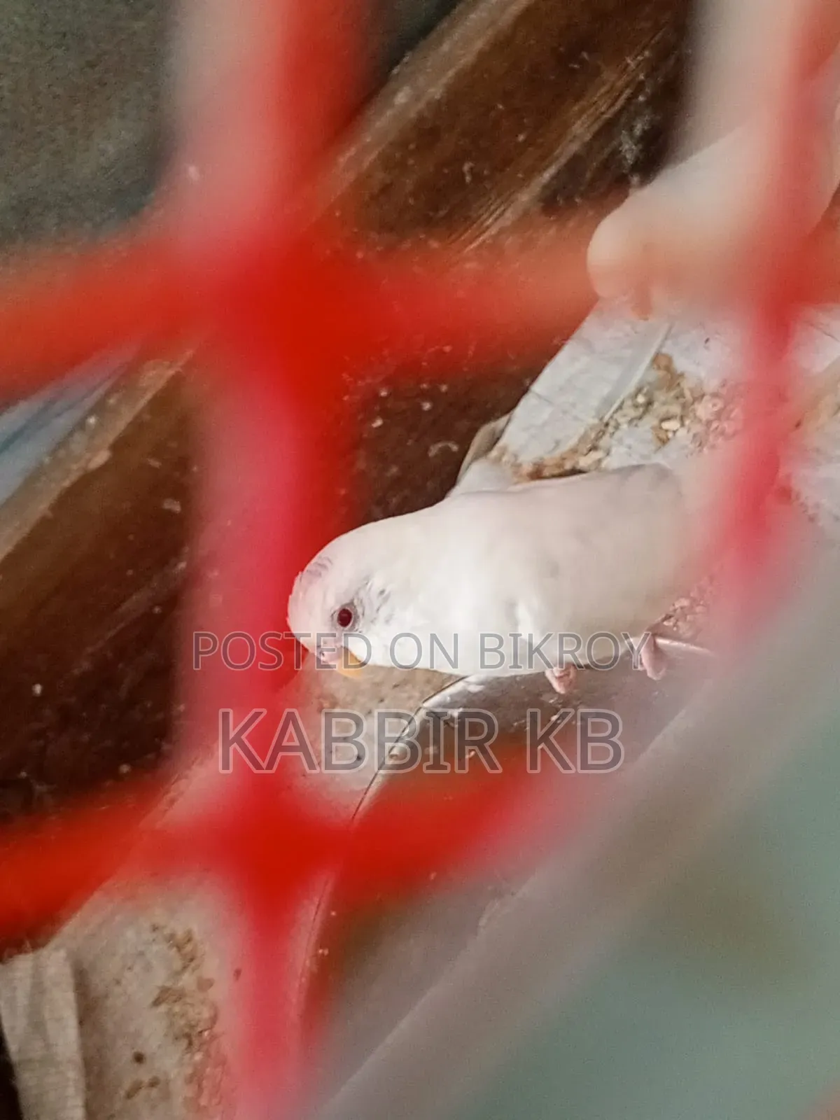 একটা মেল বাজরিগা পাখি সেল হবে বয়স এক বছর দুই মাস ফুল মুডে আছে