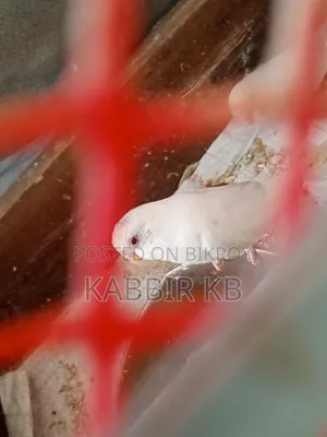 একটা মেল বাজরিগা পাখি সেল হবে বয়স এক বছর দুই মাস ফুল মুডে আছে