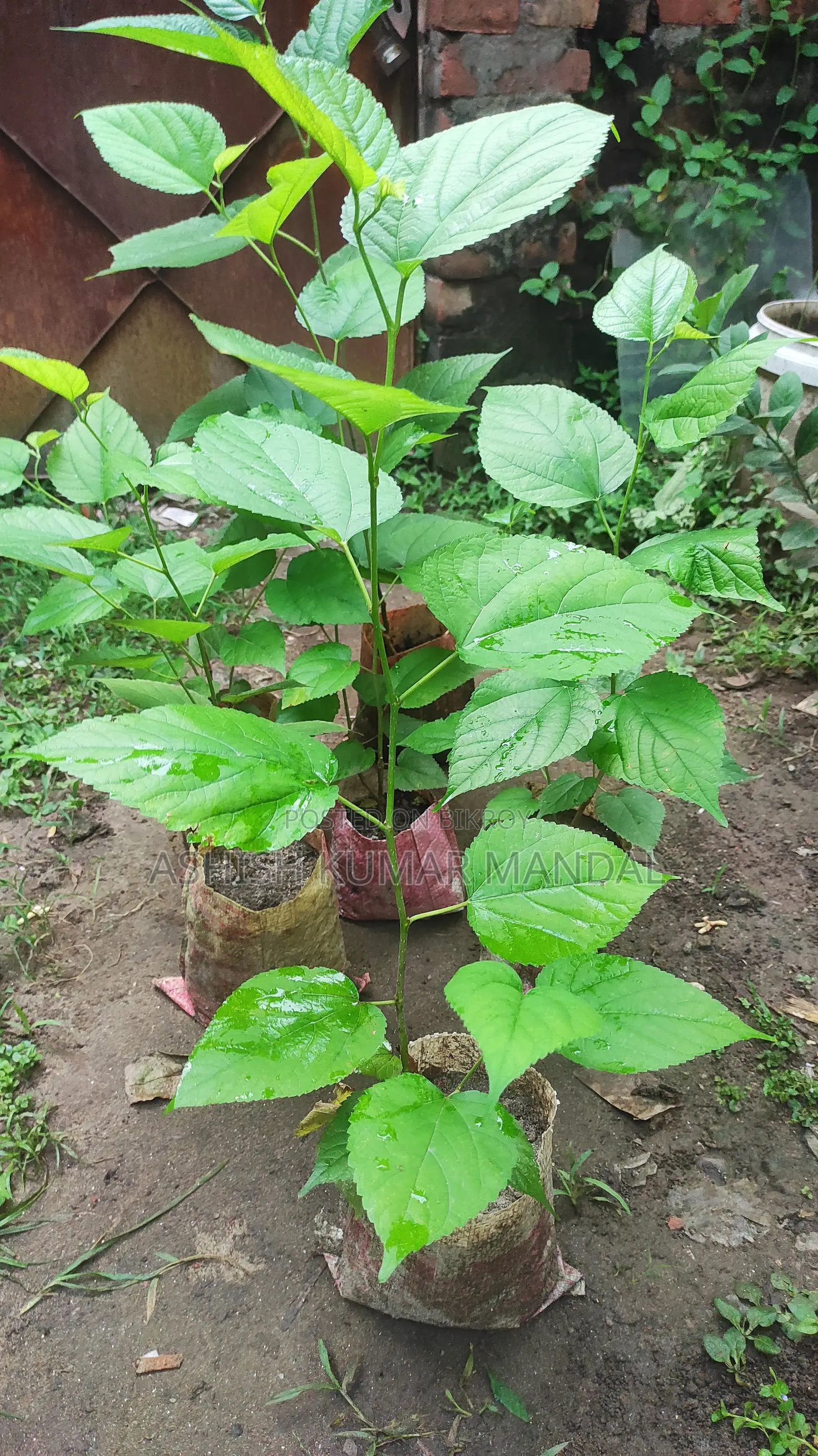হাইব্রিড মালবেরি