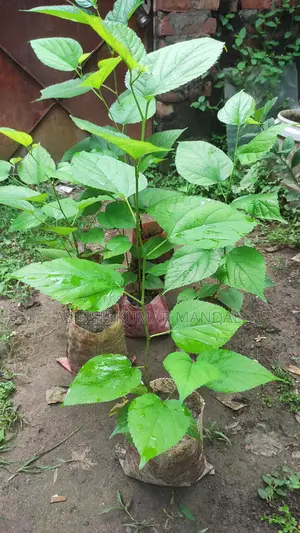হাইব্রিড মালবেরি