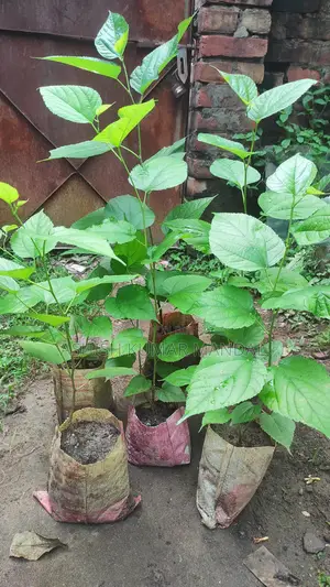 হাইব্রিড মালবেরি