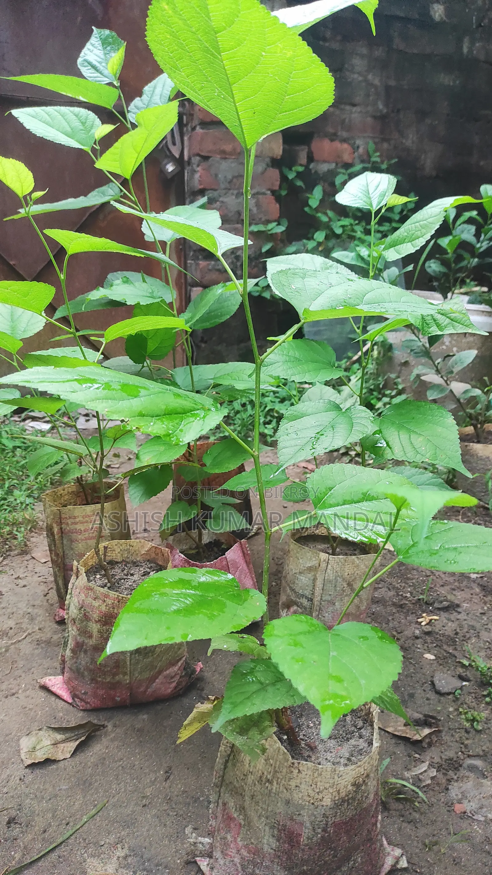 হাইব্রিড মালবেরি
