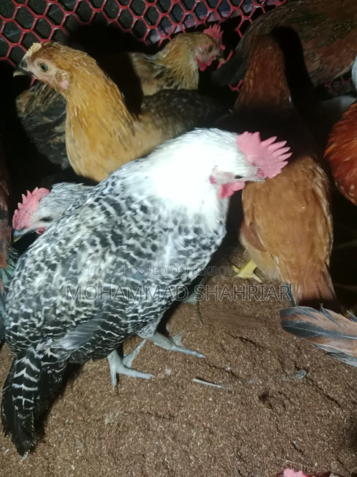 চৌধুরী এগ্রো ফার্ম
