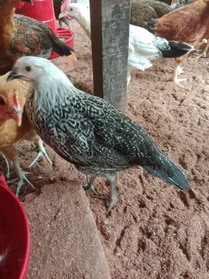চৌধুরী এগ্রো ফার্ম