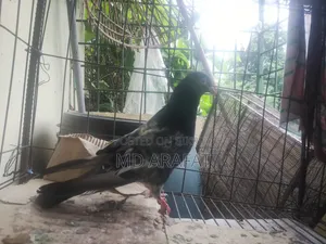 Davwala ***কবুতর