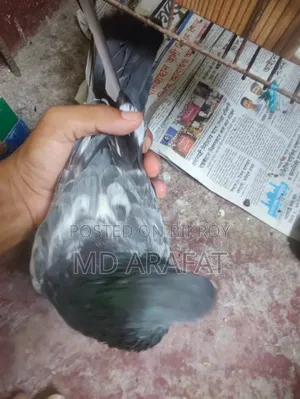 Davwala ***কবুতর