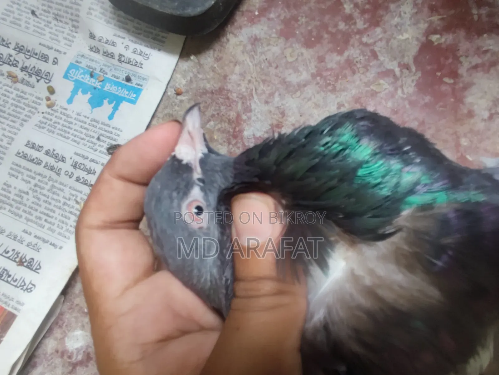 Davwala ***কবুতর