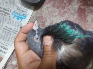 Davwala ***কবুতর