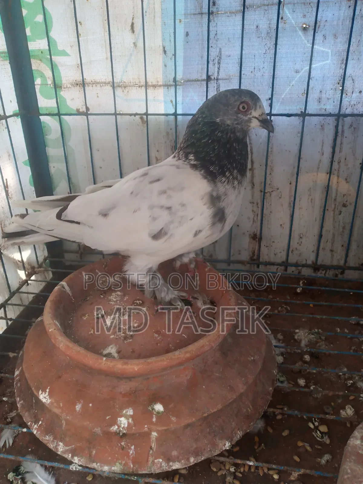 ভালো কবুতর