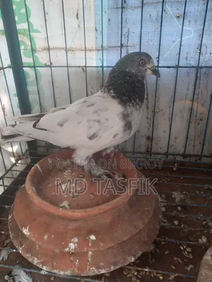 ভালো কবুতর