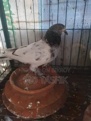 ভালো কবুতর