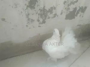 ১ জুরা লক্কা কবুতর