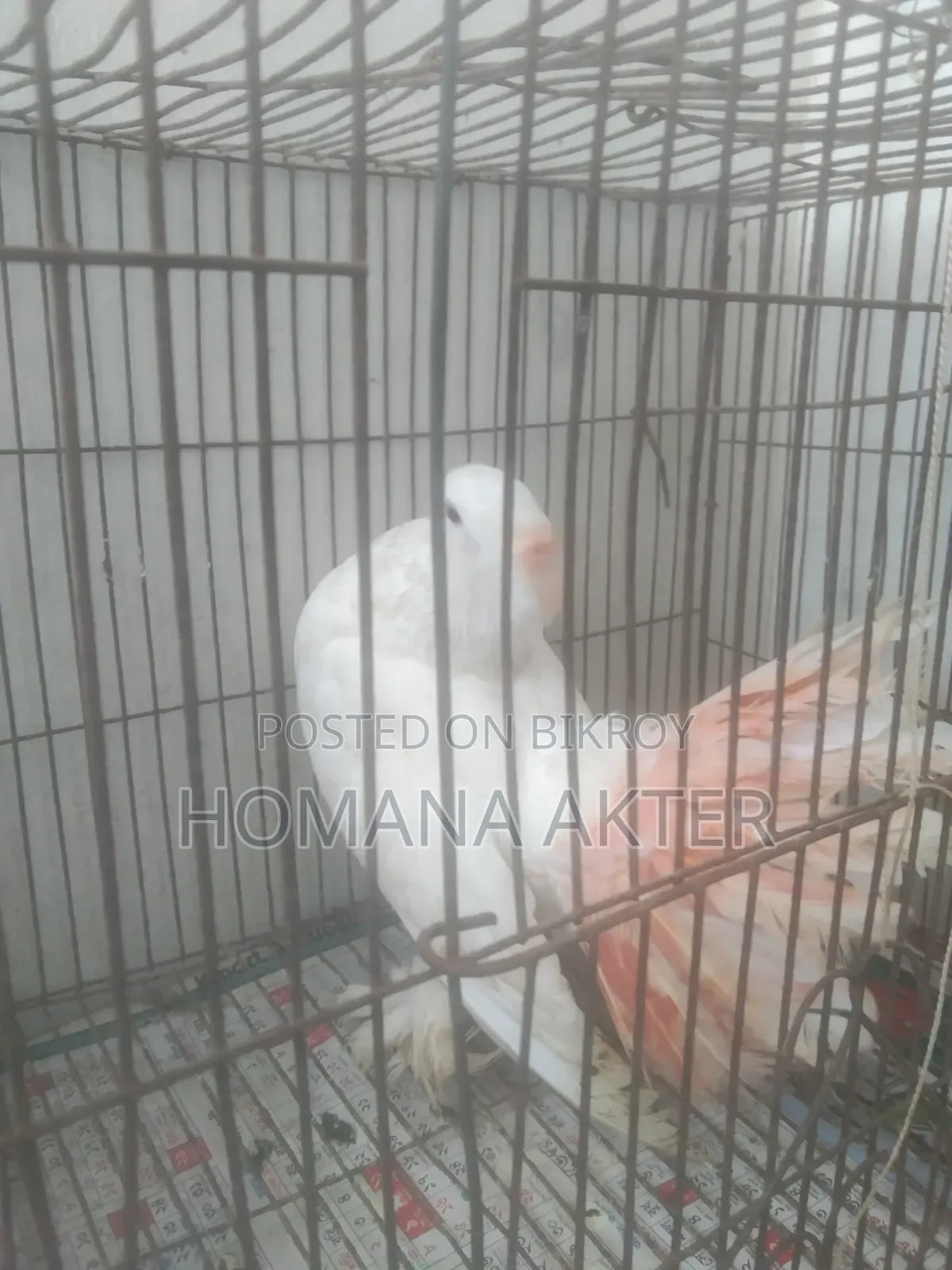 ১ জুরা লক্কা কবুতর