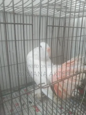 ১ জুরা লক্কা কবুতর