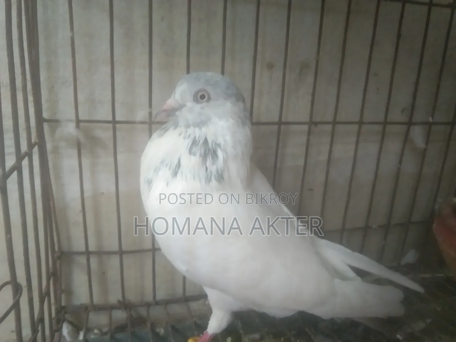 গিরিবাজ কবুতর
