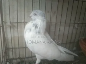 গিরিবাজ কবুতর
