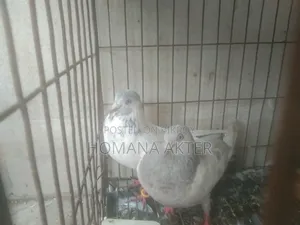 গিরিবাজ কবুতর