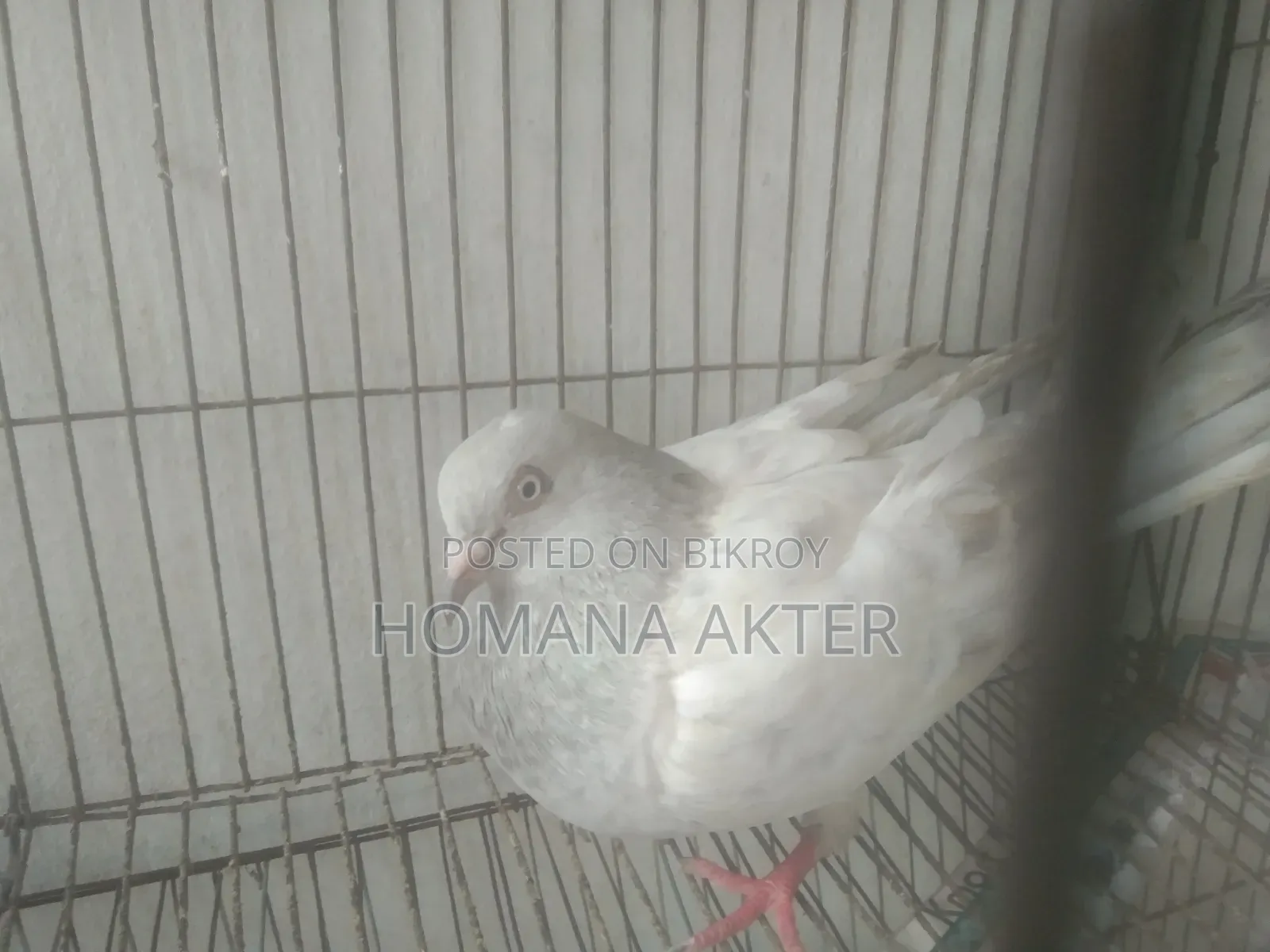 গিরিবাজ কবুতর