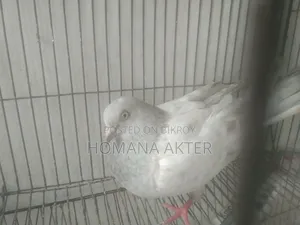 গিরিবাজ কবুতর