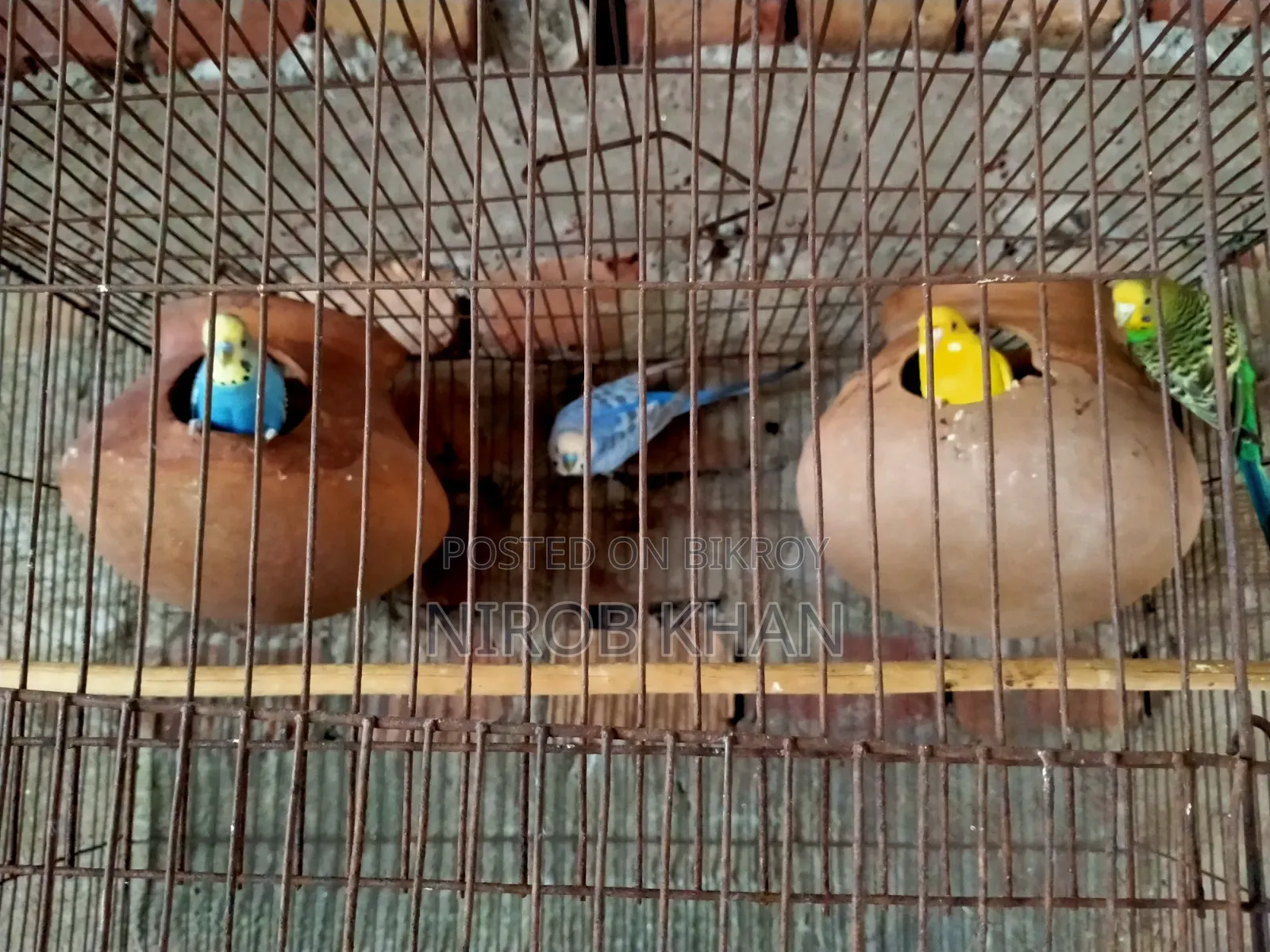 বাজরিগার পাখি