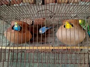 বাজরিগার পাখি