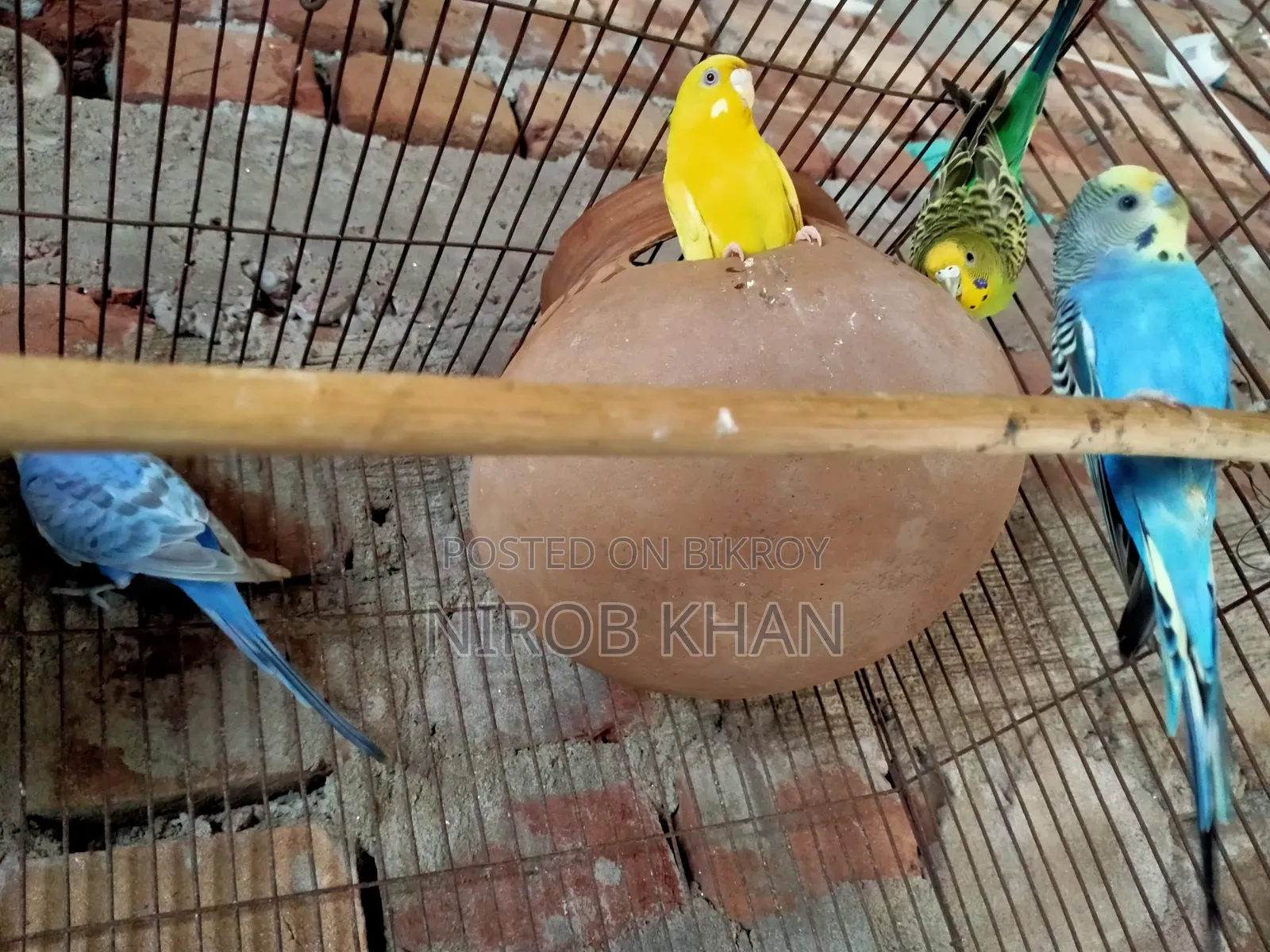 বাজরিগার পাখি
