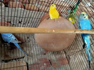 বাজরিগার পাখি