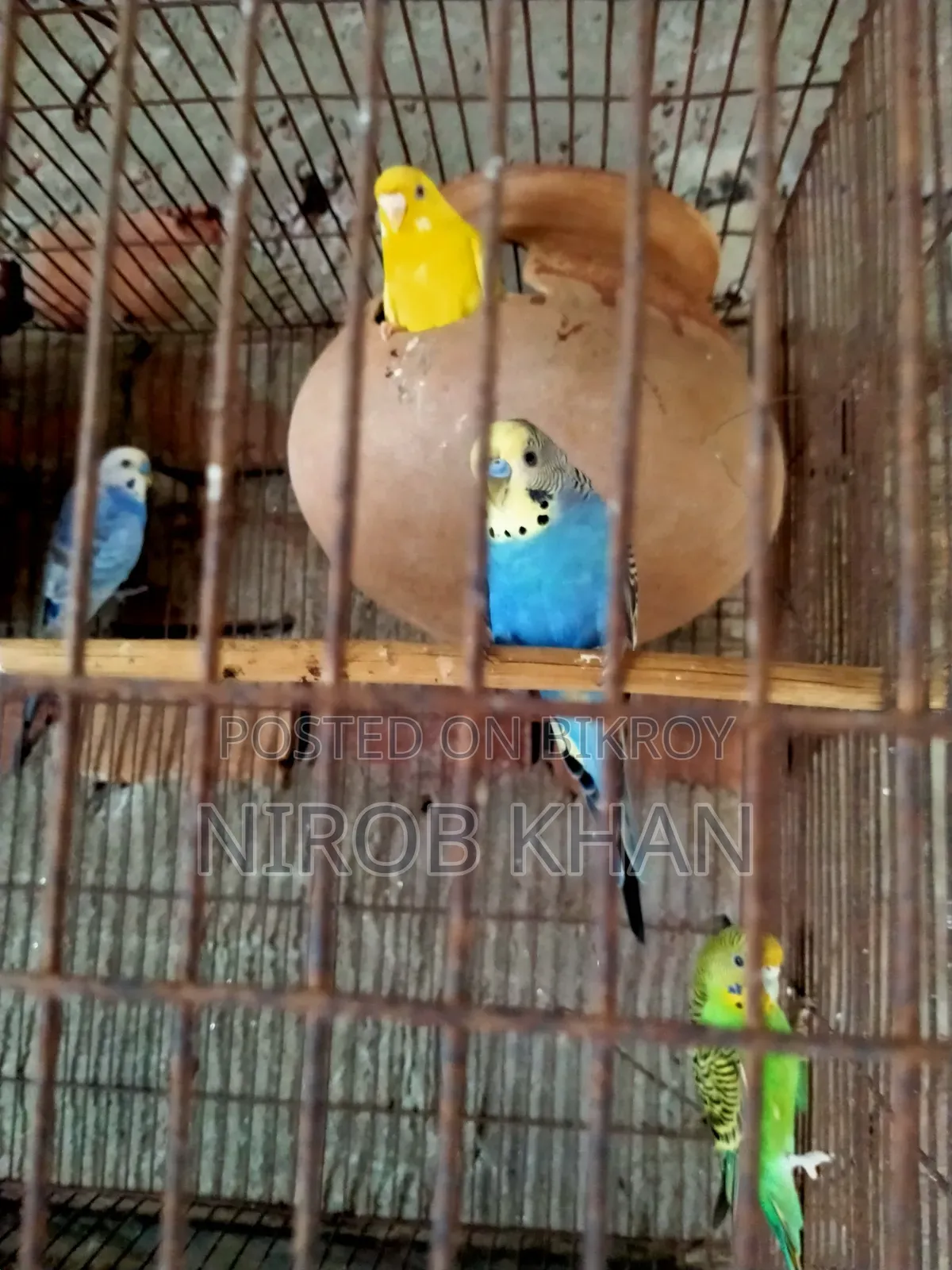 বাজরিগার পাখি