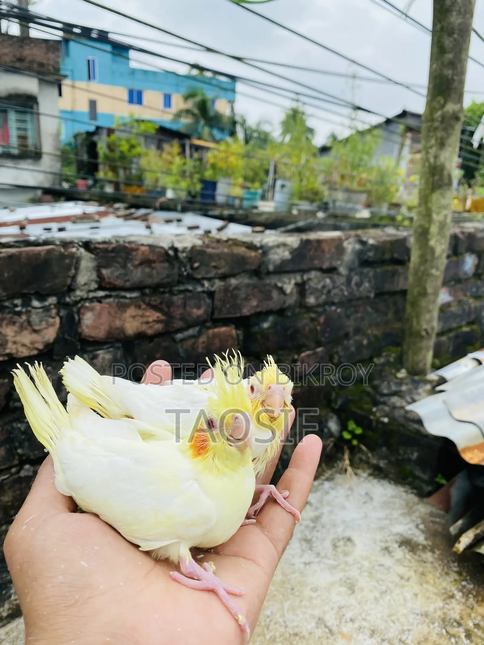 লুটিনো ককাটেল বেবি