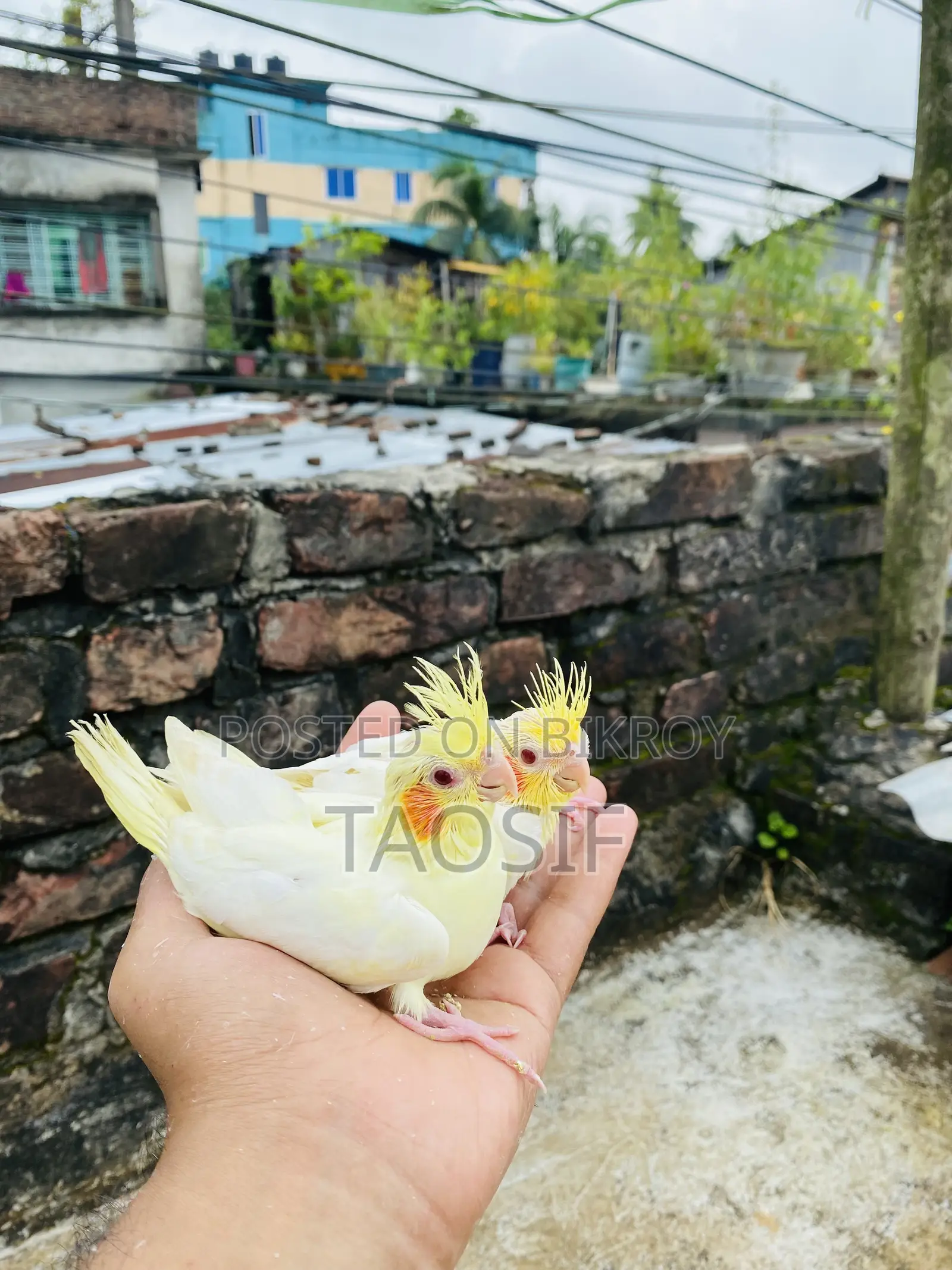 লুটিনো ককাটেল বেবি