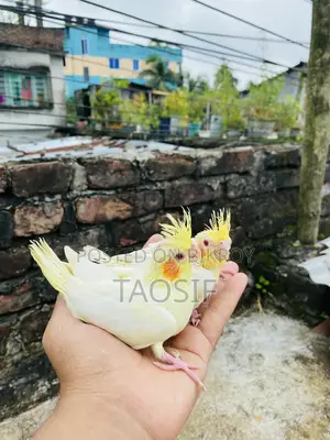 লুটিনো ককাটেল বেবি