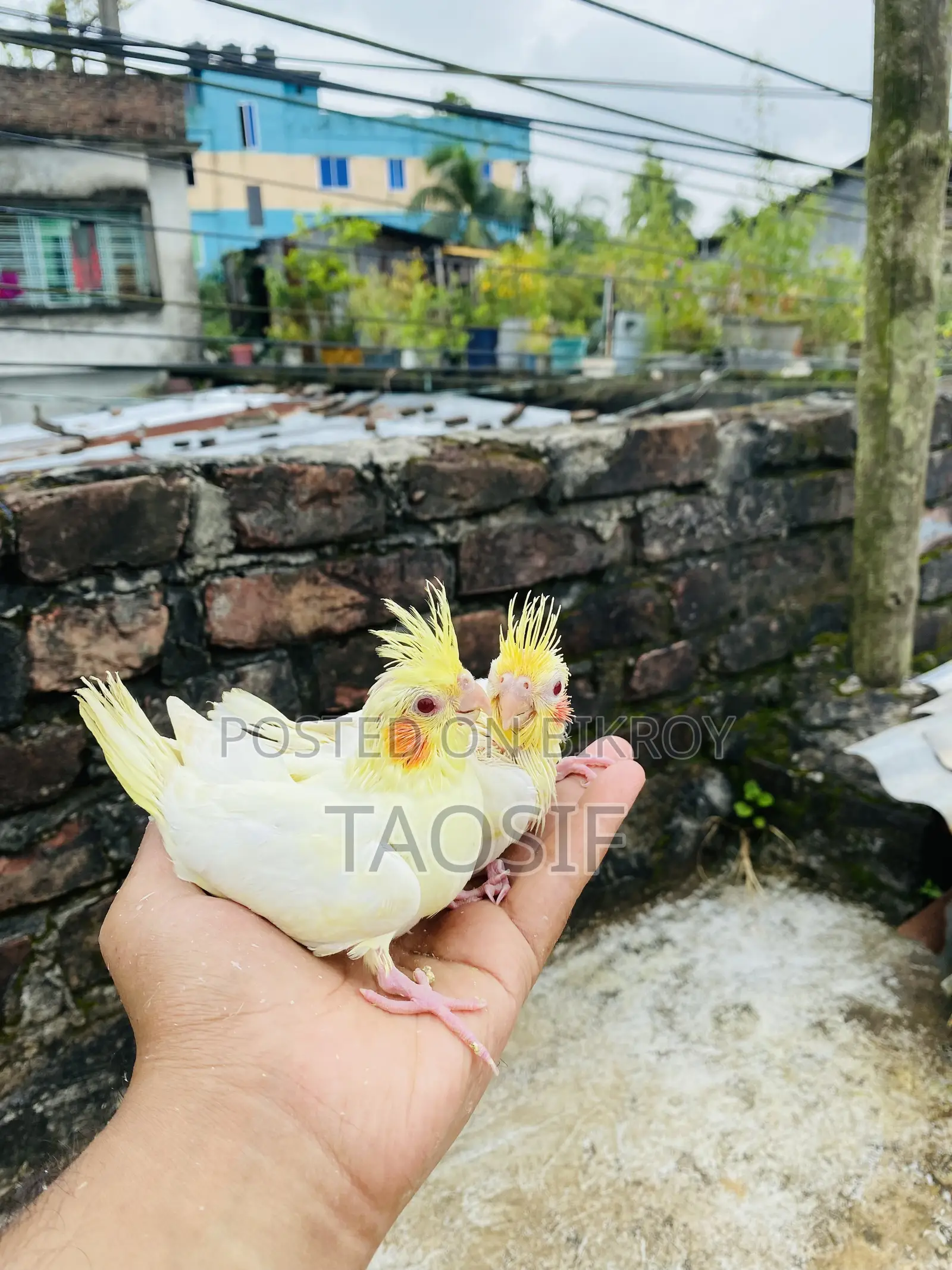 লুটিনো ককাটেল বেবি