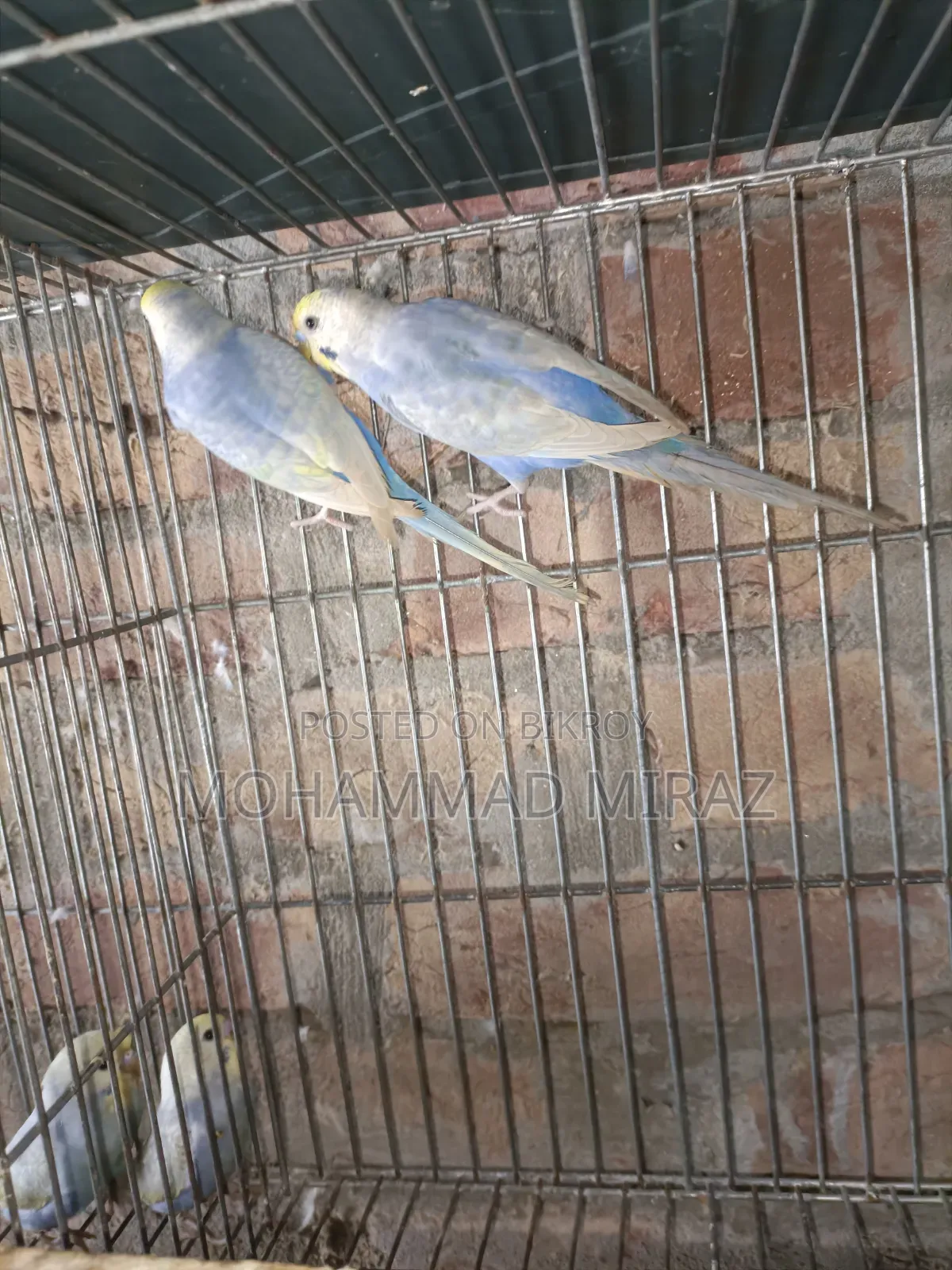 রেইনবো বাজরিগার