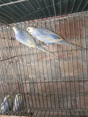 রেইনবো বাজরিগার
